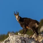 Lägenhet Brunarica Zatrnik Pokljuka Bled