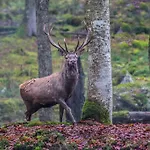Lägenhet Brunarica Zatrnik Pokljuka *