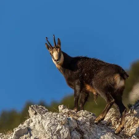 Lägenhet Brunarica Zatrnik Pokljuka Bled