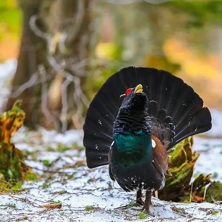 Lägenhet Brunarica Zatrnik Pokljuka Bled
