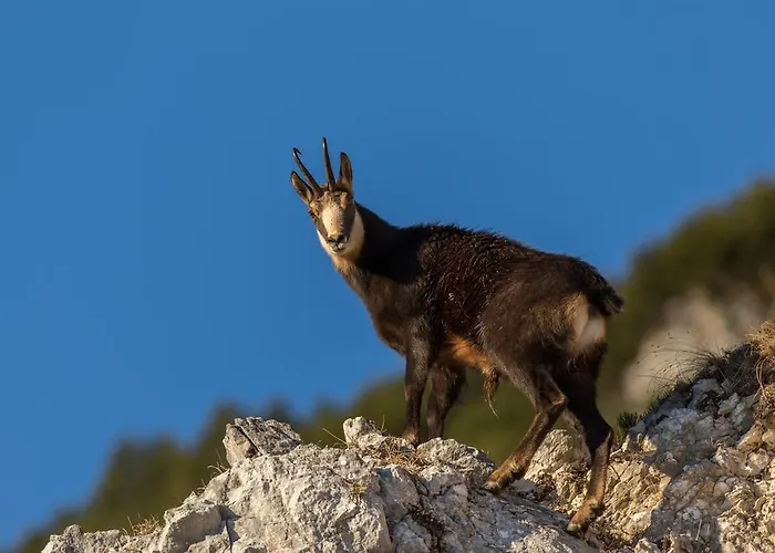 דירה Brunarica Zatrnik Pokljuka בלד