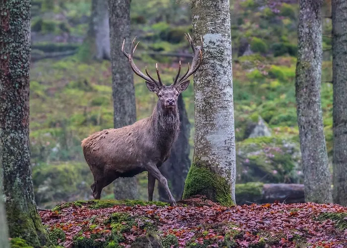 Apartment Brunarica Zatrnik Pokljuka *