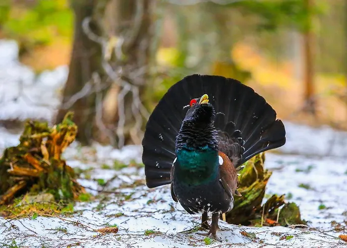 דירה Brunarica Zatrnik Pokljuka בלד